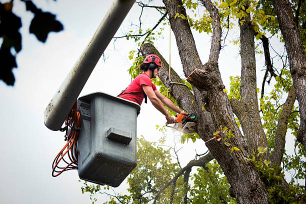 Best Stump Grinding and Removal  in San Castle, FL